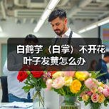 白鹤芋（白掌）不开花叶子发黄怎么办(图2)