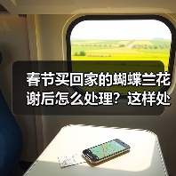 春节买回家的蝴蝶兰花谢后怎么处理？这样处理延长蝴蝶兰花期(图1)