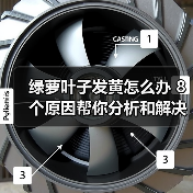 绿萝叶子发黄怎么办 8个原因帮你分析和解决绿萝叶黄问题(图2)