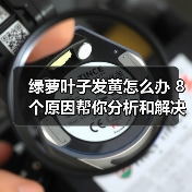 绿萝叶子发黄怎么办 8个原因帮你分析和解决绿萝叶黄问题(图4)