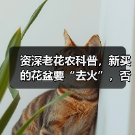 资深老花农科普，新买的花盆要“去火”，否则花卉绿植一上盆就枯死(图1)