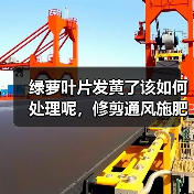 绿萝叶片发黄了该如何处理呢，修剪通风施肥不可少，绿的发油(图1)