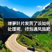 绿萝叶片发黄了该如何处理呢，修剪通风施肥不可少，绿的发油(图2)