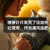绿萝叶片发黄了该如何处理呢，修剪通风施肥不可少，绿的发油(图3)