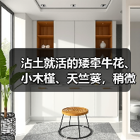 沾土就活的矮牵牛花、小木槿、天竺葵，稍微给点儿肥秒变大花球(图3)