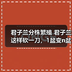 君子兰分株繁殖 君子兰这样砍一刀，1盆变n盆，多到摆不下(图3)