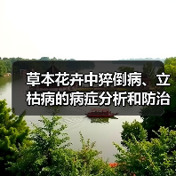 草本花卉中猝倒病、立枯病的病症分析和防治措施(图3)
