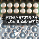 五月份入夏后应该这样养多肉 胖嘟嘟才够可爱(图1)