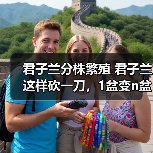 君子兰分株繁殖 君子兰这样砍一刀，1盆变n盆，多到摆不下(图1)