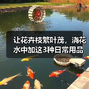 让花卉枝繁叶茂，浇花水中加这3种日常用品(图3)