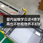 室内盆栽学会这4绝学 再也不愁植物养不好的问题了(图1)