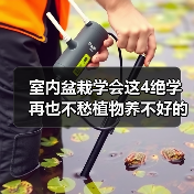 室内盆栽学会这4绝学 再也不愁植物养不好的问题了(图3)
