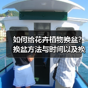 如何给花卉植物换盆？换盆方法与时间以及换盆的注意事项(图1)