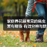 家庭养花最常见的病虫害有哪些 有效分辨与防治手段(图3)