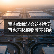 室内盆栽学会这4绝学 再也不愁植物养不好的问题了(图4)