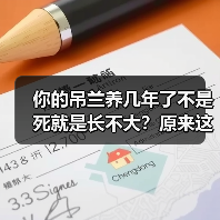 你的吊兰养几年了不是死就是长不大？原来这么养才正确！(图2)