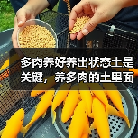 多肉养好养出状态土是关键，养多肉的土里面一定要加点这个！(图4)