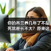 你的吊兰养几年了不是死就是长不大？原来这么养才正确！(图3)