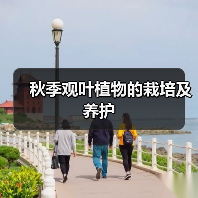 秋季观叶植物的栽培及养护(图4)