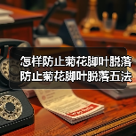 怎样防止菊花脚叶脱落 防止菊花脚叶脱落五法(图4)
