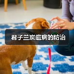 君子兰炭疽病的防治(图1)