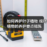 如何养护叶子植物 观叶植物的养护要点措施(图2)