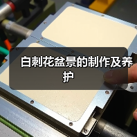 白刺花盆景的制作及养护(图4)