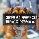 如何养护叶子植物 观叶植物的养护要点措施(图3)