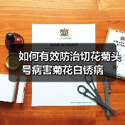如何有效防治切花菊头号病害菊花白锈病(图1)