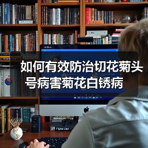 如何有效防治切花菊头号病害菊花白锈病(图3)