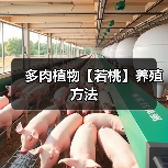 多肉植物【若桃】养殖方法(图1)