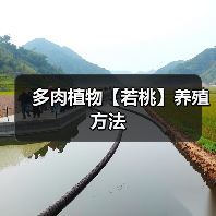 多肉植物【若桃】养殖方法(图4)