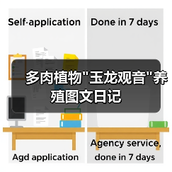 多肉植物玉龙观音养殖图文日记(图3)