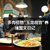 多肉植物玉龙观音养殖图文日记(图4)