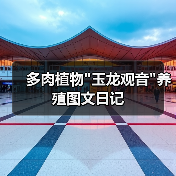 多肉植物玉龙观音养殖图文日记(图1)