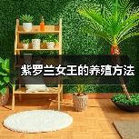 紫罗兰女王的养殖方法(图1)