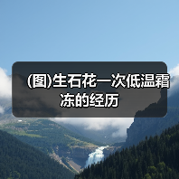 (图)生石花一次低温霜冻的经历(图1)