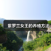 紫罗兰女王的养殖方法(图3)