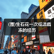 (图)生石花一次低温霜冻的经历(图2)
