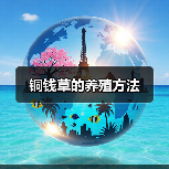 铜钱草的养殖方法(图1)