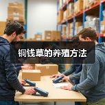 铜钱草的养殖方法(图3)