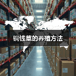 铜钱草的养殖方法(图2)