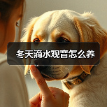 冬天滴水观音怎么养(图2)