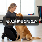 冬天滴水观音怎么养(图3)