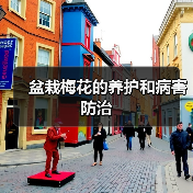 盆栽梅花的养护和病害防治(图2)
