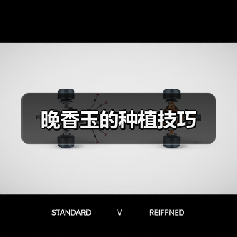 晚香玉的种植技巧(图2)