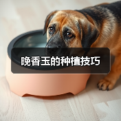 晚香玉的种植技巧(图1)
