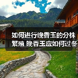 如何进行晚香玉的分株繁殖 晚香玉应如何过冬(图2)