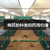 梅花的种类和药用价值(图2)