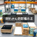 喇叭水仙的繁殖方法(图2)